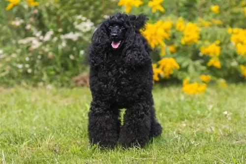 Retrato sentado de um encantador e incrível poodle médio moyen