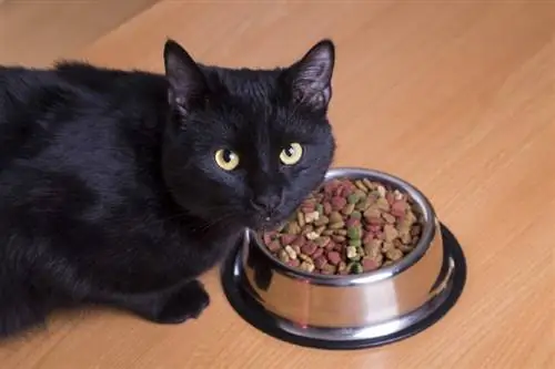 gato comendo ração seca