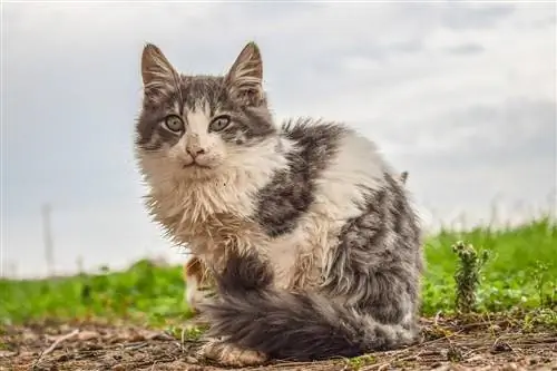 Дива котка срещу бездомна котка: Обяснени ключови разлики