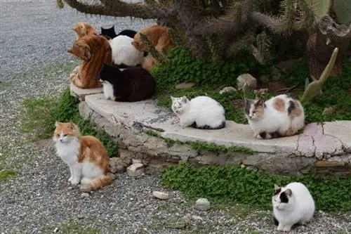 kucing liar berehat di luar rumah