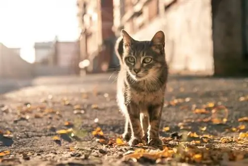 gato callejero gris