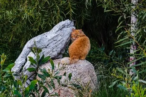 gato selvagem na rocha