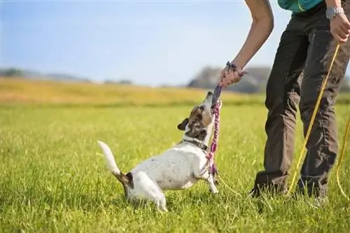 Hund und Mann spielen Tauziehen