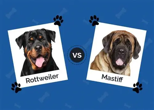 Rottweiler va Mastiff: asosiy farqlar (rasmlar bilan)