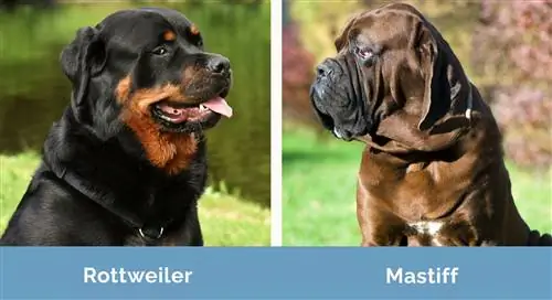 Rottweiler vs Mastiff unul lângă altul