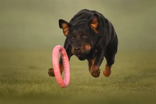 uroczy pies Rottweiler biegający, bawiący się zabawką