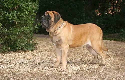 dogue fauve à l'extérieur