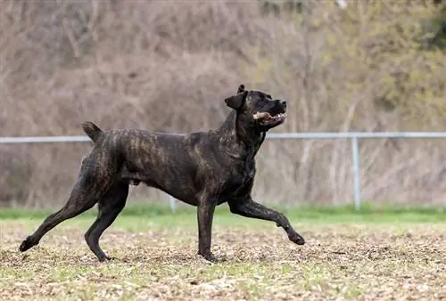 Brindle Mastiff