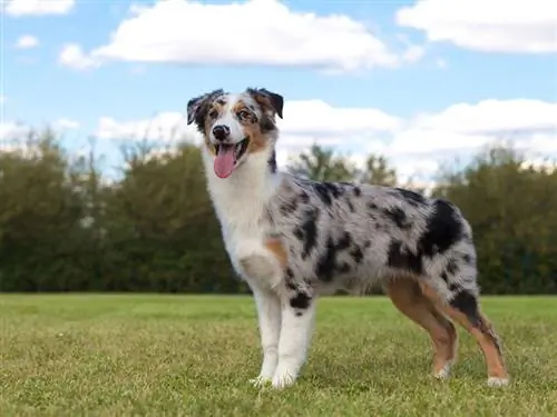 cão pastor australiano de pêlo curto em pé ao ar livre