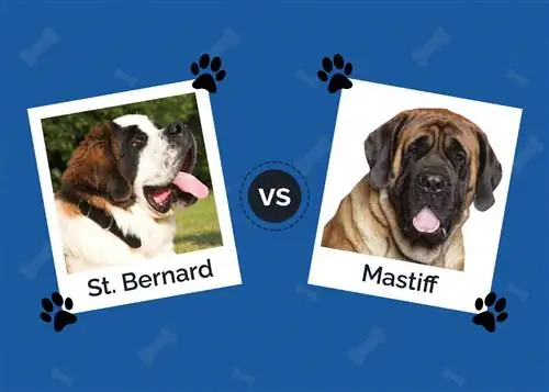 Svatý Bernard vs. Mastiff: Klíčové rozdíly (s obrázky)