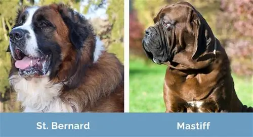 St Bernard laban sa Mastiff