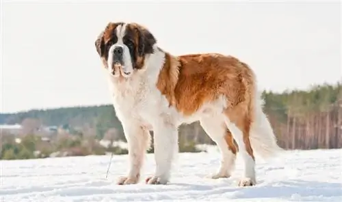 Cão São Bernardo em pé na neve