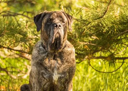 Gestroomde mastiff close-up