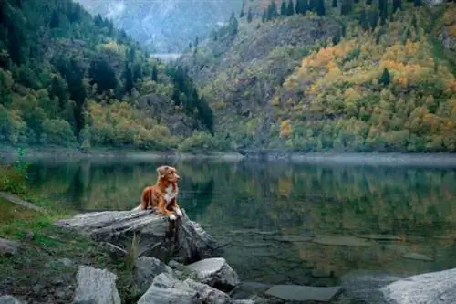 190 nombres de perros naturales para entusiastas aventureros del aire libre