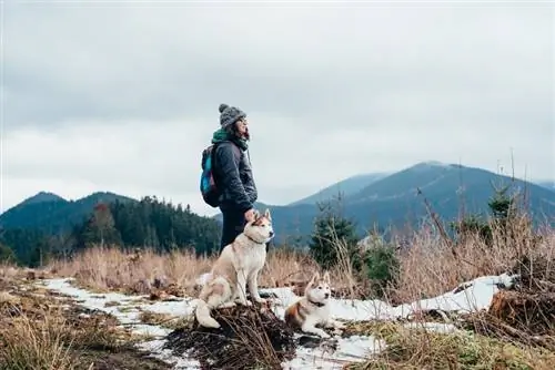 câini husky siberian pe trasee de drumeții