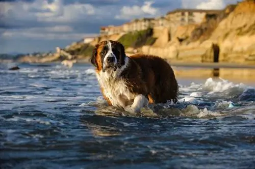 Portret în aer liber de câine Saint Bernard la plajă stând în apă