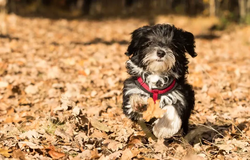 futó havanese kutya hámmal