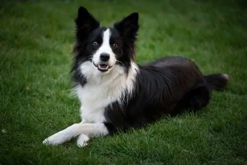 collie perbatasan