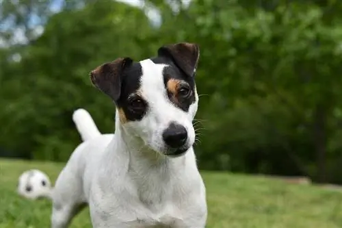 jack russell terrier di luar ruangan