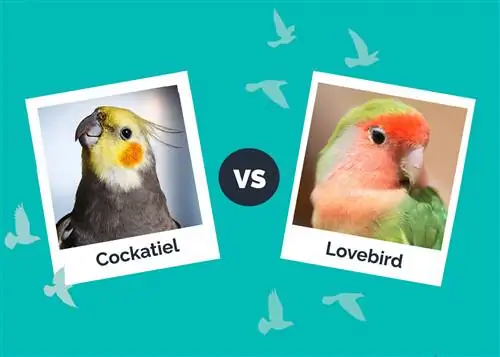 Cockatiel vs Lovebird: peamised erinevused (koos piltidega)