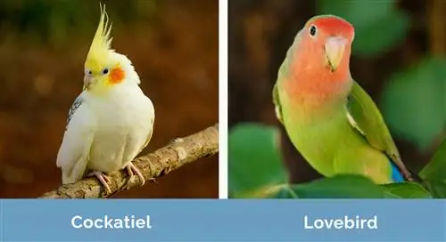 Cockatiel vs Lovebird uno al lado del otro