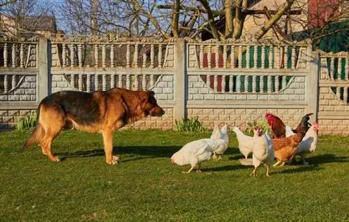 Czy owczarki niemieckie dogadują się z kurczakami? Czy oni ich atakują?