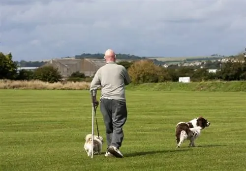 Tips for å trene en hund med separasjonsangst