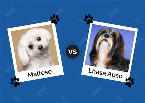 M altese vs Lhasa Apso: differenze chiave (con immagini)