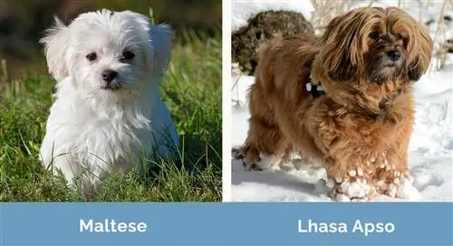 M alta vs Lhasa Apso kõrvuti