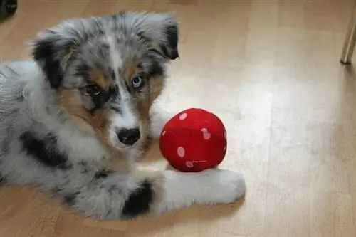 Cucciolo di pastore australiano