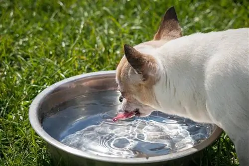 chihuahua bevent aigua a l'aire lliure