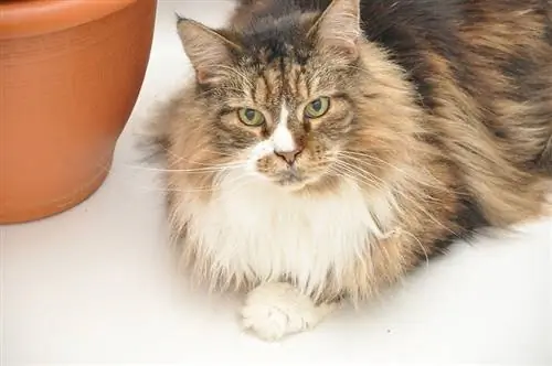 en maine coon kat liggende ved siden af en gryde