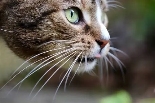 kedi bıyıklarına yakın çekim