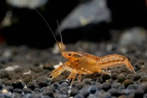 cangrejos de río en acuario