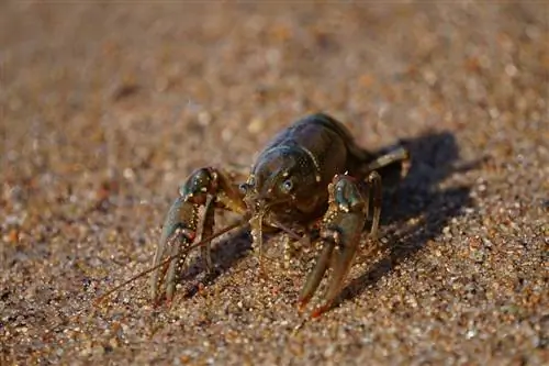 udang karang