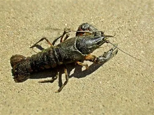 Faxonius limosus (Cambaridae), Elst (Gld), Țările de Jos