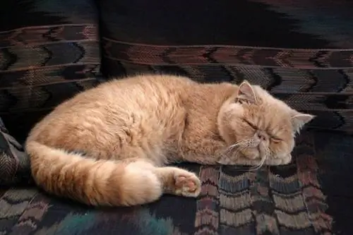 persian cat na nakahiga sa sofa