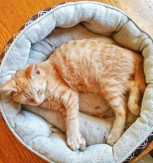 orange tabby American bobtail sleeping