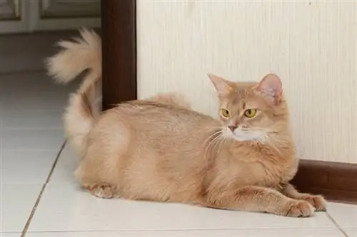 isang fawn somali cat