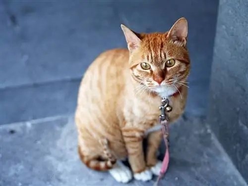 10 oranje kattenrassen (met afbeeldingen)