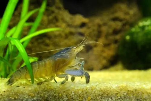 shrimp ya vampire