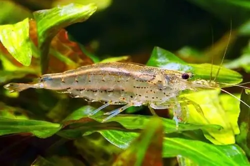 Que mangent les crevettes d'eau douce ? Tout ce que tu as besoin de savoir