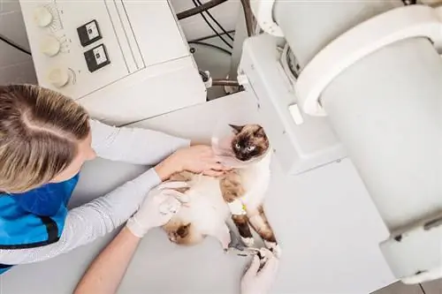 médico veterinário examinando gato na sala de raio-x