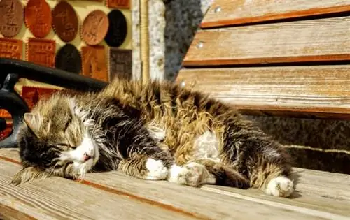 kucing sakit tidur di atas bangku