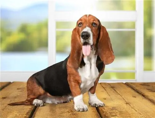 Gos Basset Hound