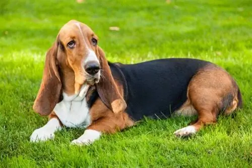 sabueso basset