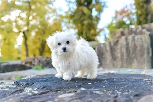 Mignon chien m altais assis sur le rocher