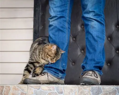 gato se esfregando no dono