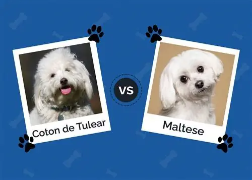 Coton de Tulear vs M altese: differenze chiave (con immagini)