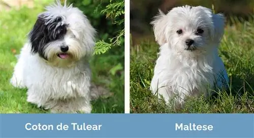 Coton de Tulear kontra M altańczyk obok siebie